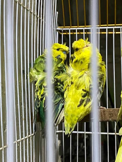 hogoromo Budgies