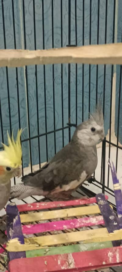 beautiful pair available