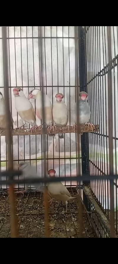 fawn java / white java / silver java