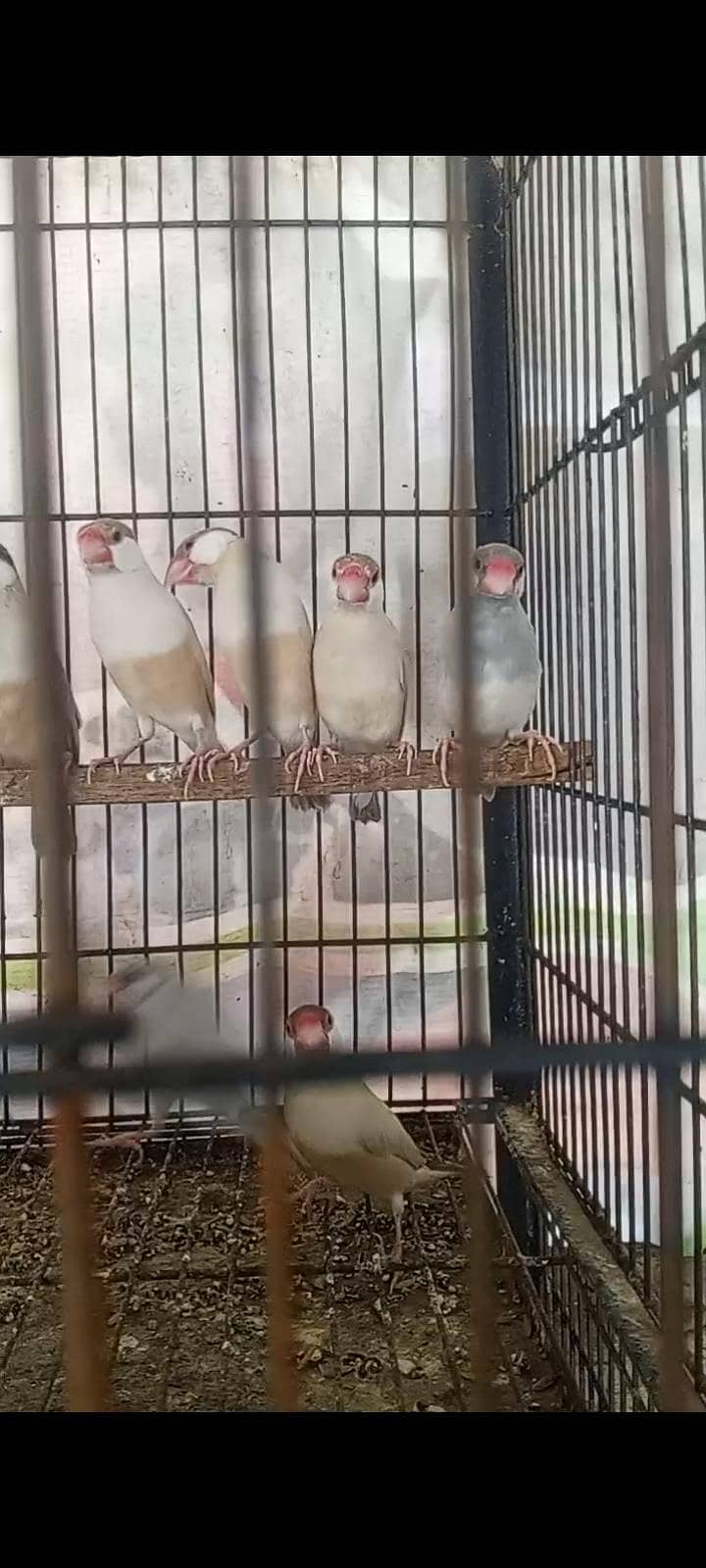 fawn java / white java / silver java 0