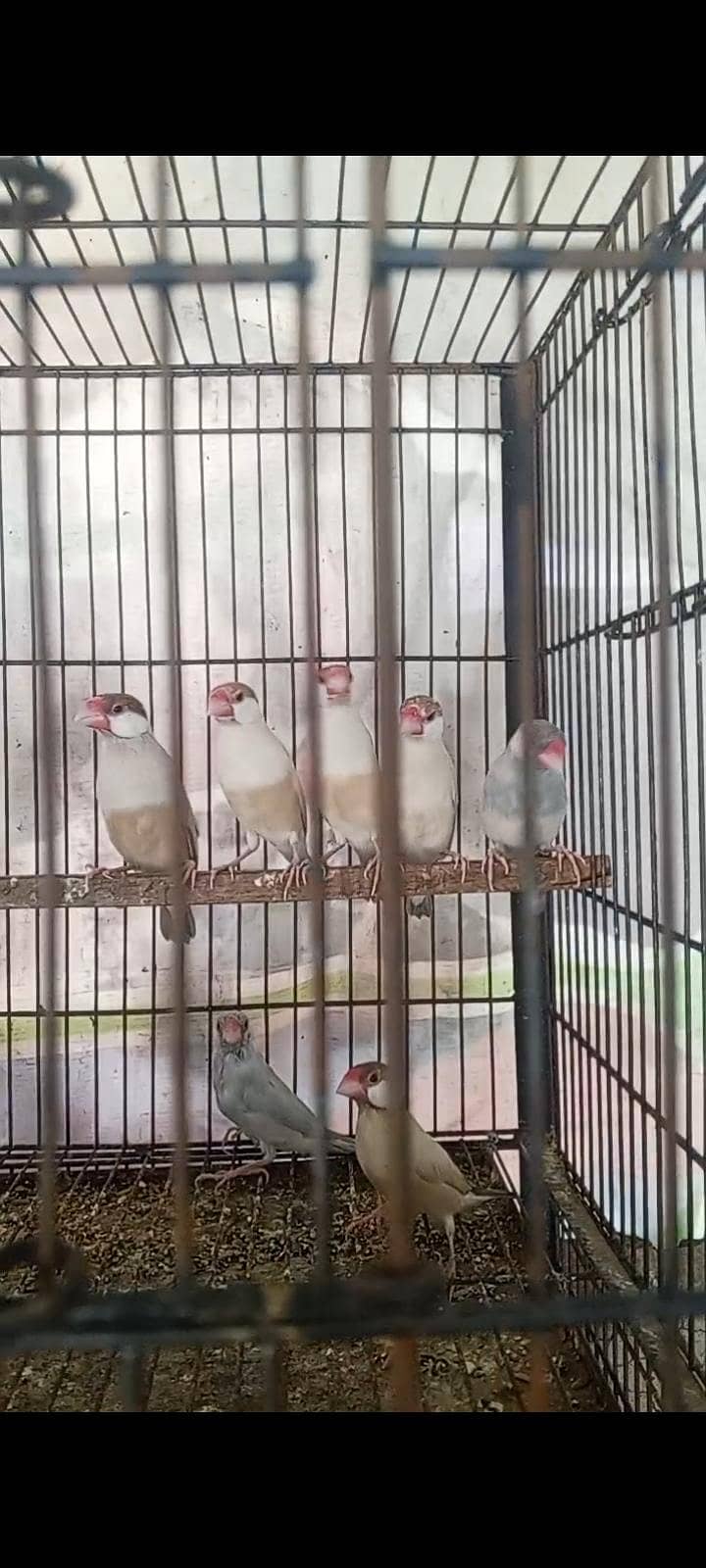 fawn java / white java / silver java 1