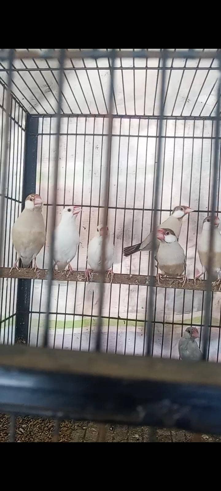 fawn java / white java / silver java 2