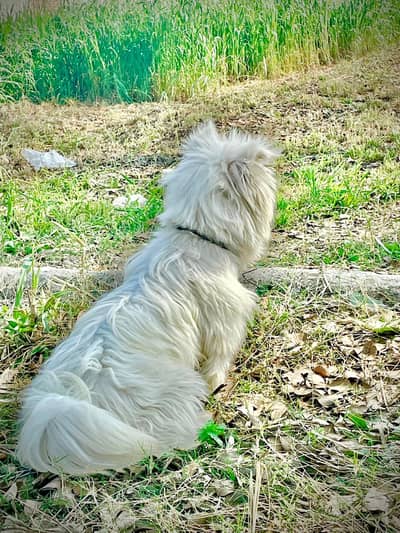 Russian Long Coat black nose female