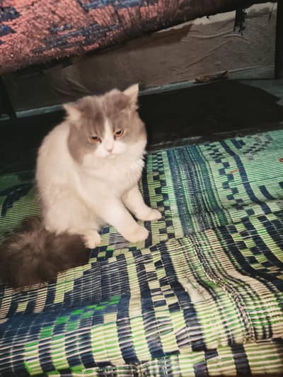 Stud Male For Meeting Contact Me