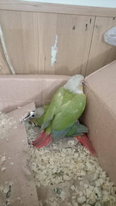 Pineapple Green Cheek