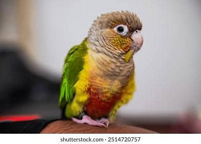 green checked paraket parot