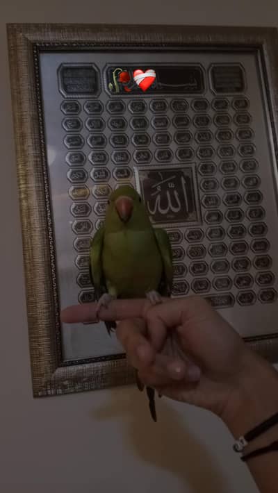 Stunning Fully Tamed Friendly Female Green Parrot  | Perfect Pet
