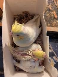 Hand tamed karnay k liya