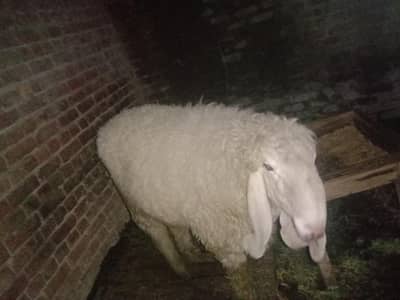 2 chatre khgala nasal KY hai