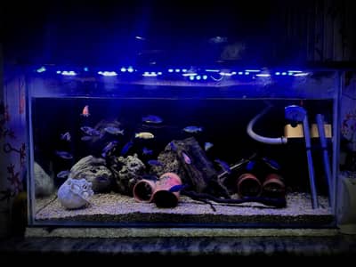 Premium African Cichlid Aquarium Setup – Fully Equipped & Ready to Use