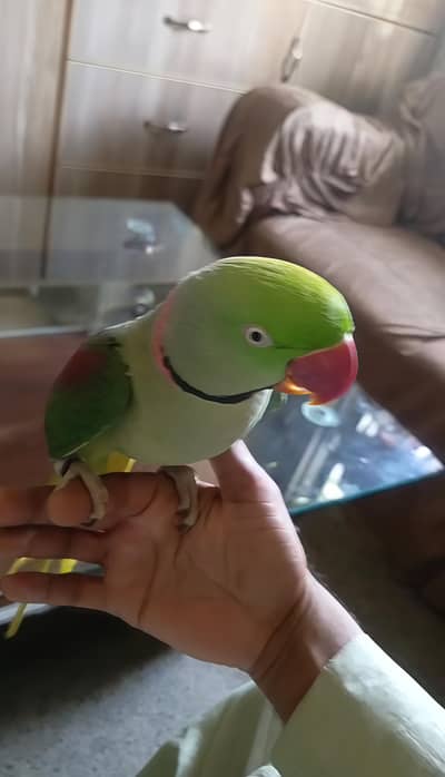 Raw fully hand tame talking Breader Mail