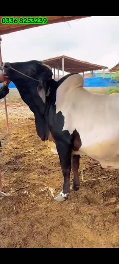 Boht munasib arjunt sale do dant 0336 8253239