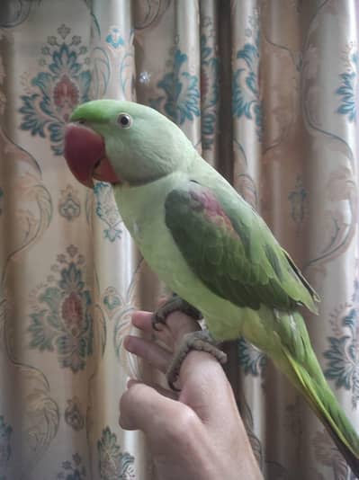 Raw/kashmiri/pahari hand tame 03190150180