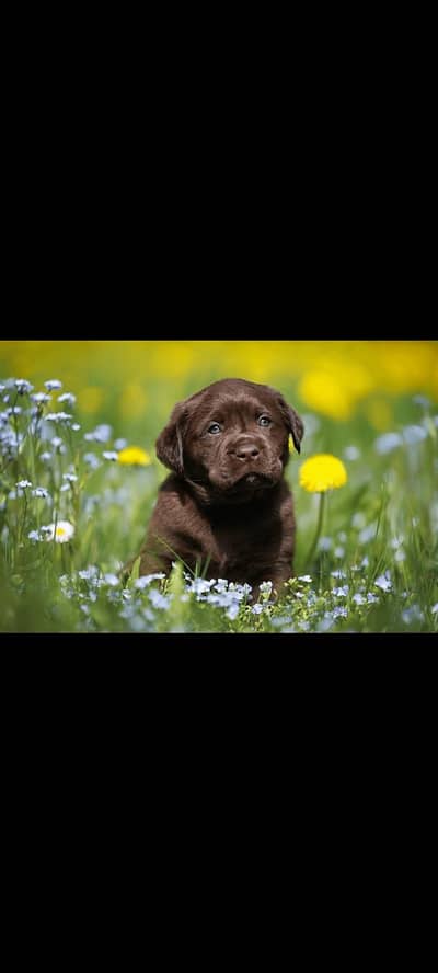 chocolate Labrador male puppy for sale