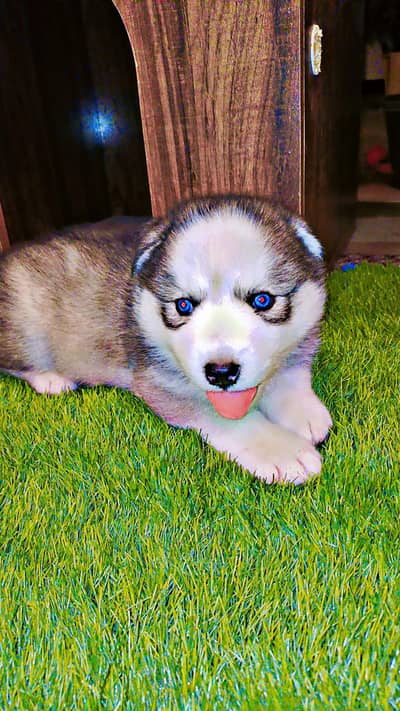 Siberian husky gray blue eyes female pup