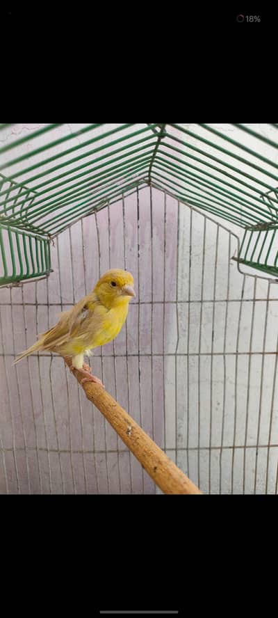 Camel Female Canary Bird