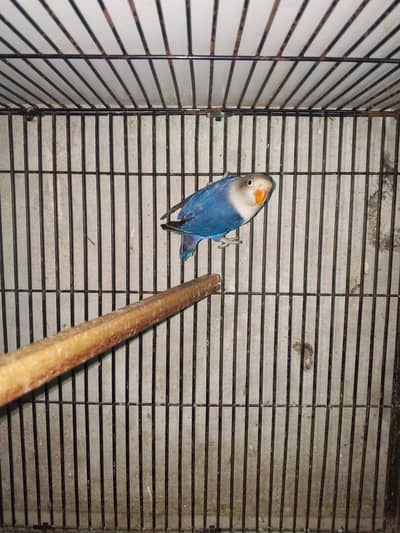 love bards opline ino