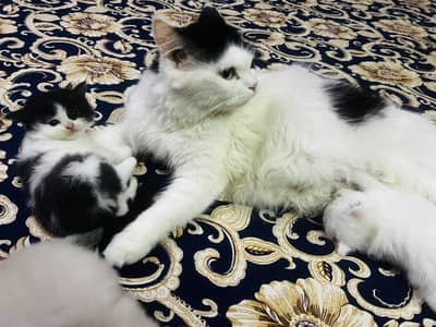 Male and female kitten and adult cat (only in pair,1 adult 1kitten)