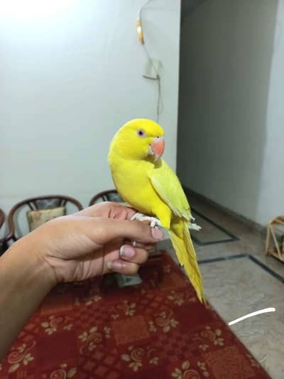 yellow beauty chicks available. 03164900503