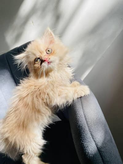 Persian kitten