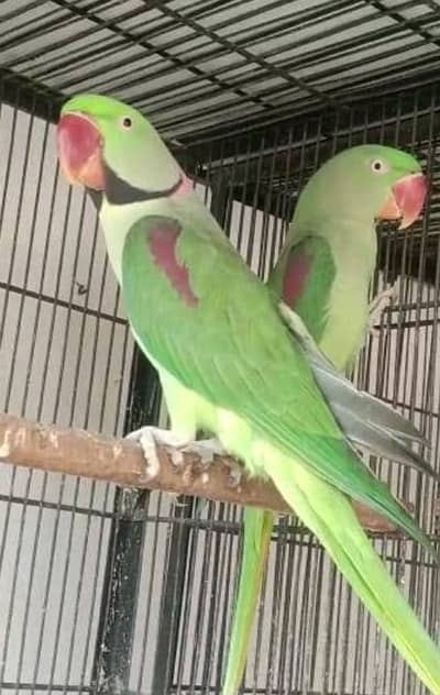 Kasmirir raw parrot pair healthy