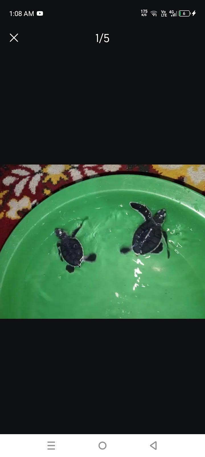 Turtle 3