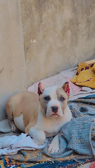 American bully