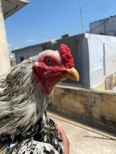 Aseel murja for sale