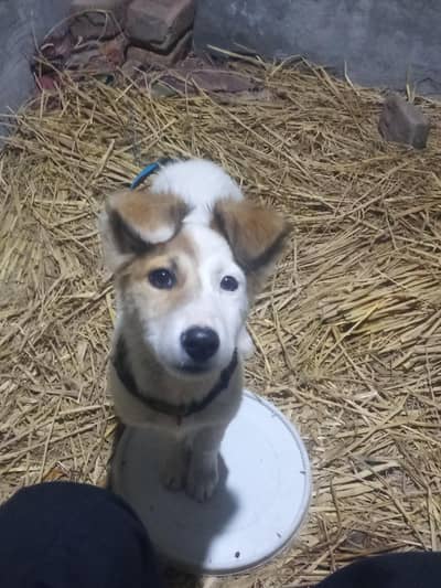 WhatsApp number 03041477200 is number per rabta karaa bully gultair ha