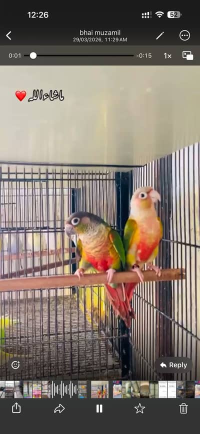 03146000146 whatsapp no