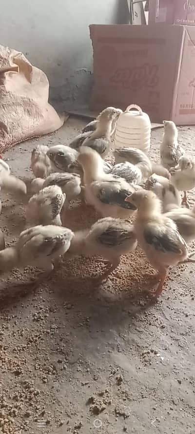 Pure Aseel chuze Whatsapp 03061908536