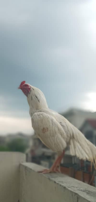 اپنے ہاتھ کا پالا ہوا چوزہ جو کہ اب جوان ہیں 14 ماہ کا ہے جلد از جلد