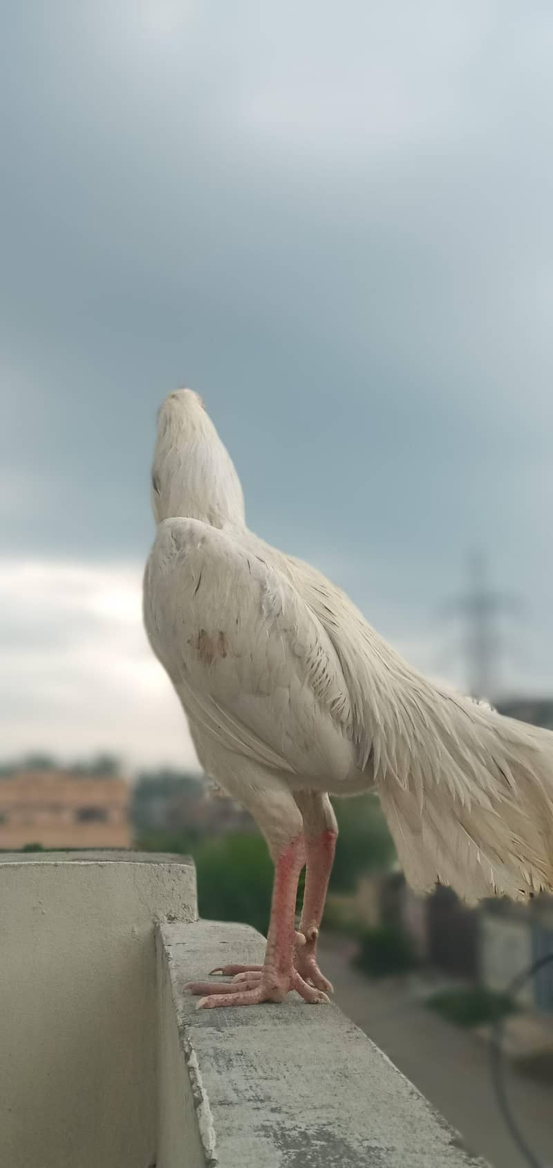 اپنے ہاتھ کا پالا ہوا چوزہ جو کہ اب جوان ہیں 14 ماہ کا ہے جلد از جلد 1