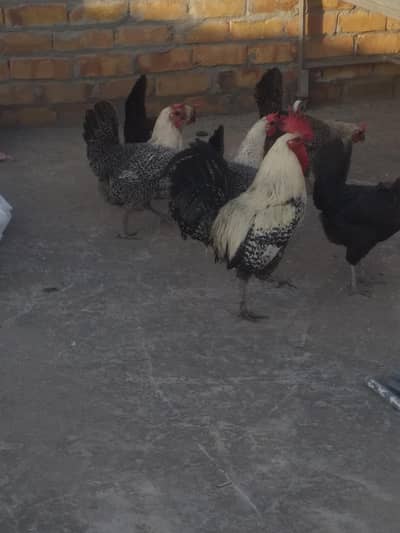 pure Misri Ando wali Khubsurat Murgia or ek Pure Musri Myrga