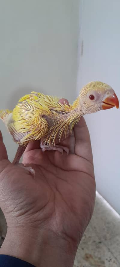 Yellow Ringneck | White Ringneck | Green Ringneck | Sun Conure