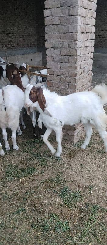 2 dant Bakra for sell 1 lakh 20 hazar