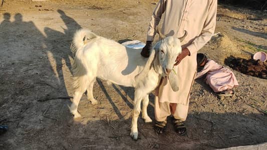 BAKRA