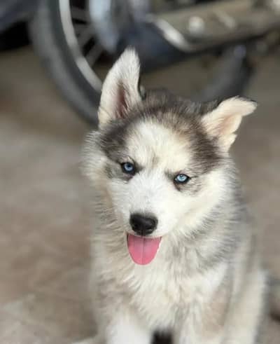 Siberian husky gray blue eyes female pup