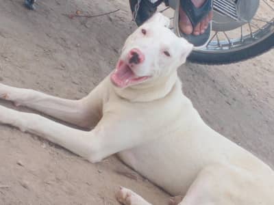 Gultair/kohati gultair