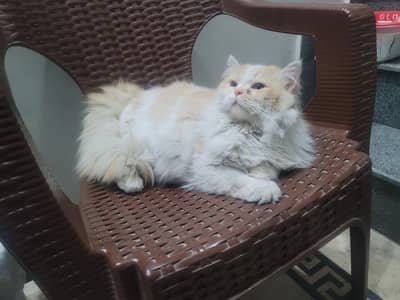 persian male avalable bie color very healthy breader