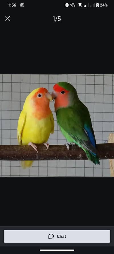 Love bird breeder pair