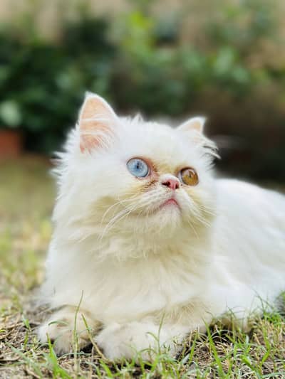 Persian near to peaky face female for sale
