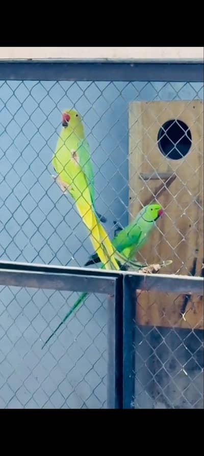 Big size breeder male