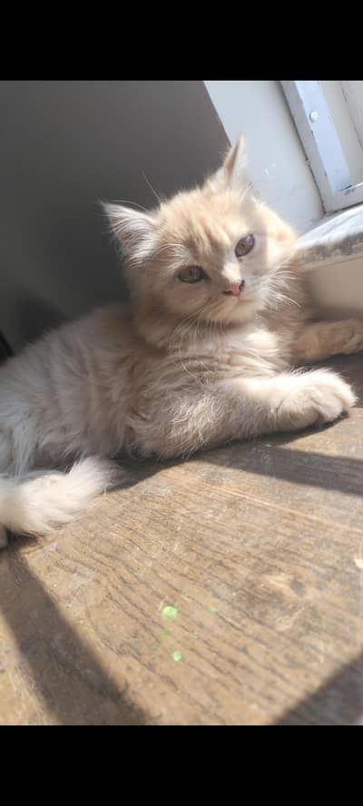 pure Persian female cat for sale