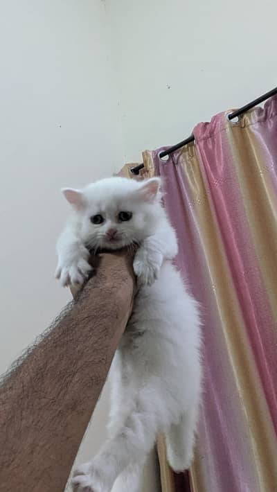 Female persian double eyes