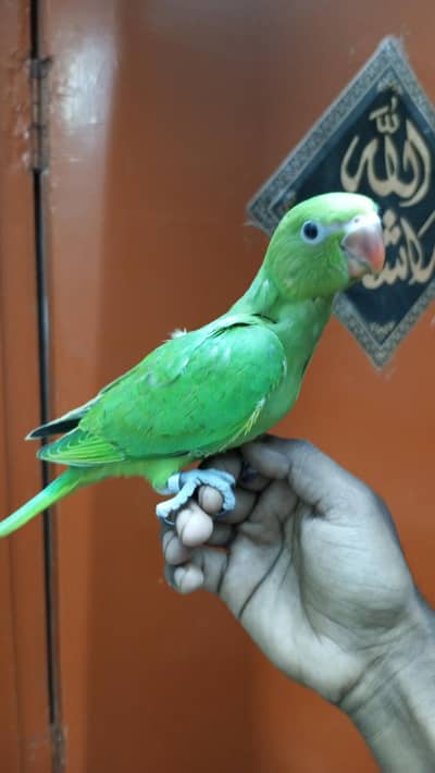ringneck Mithu baby chicks