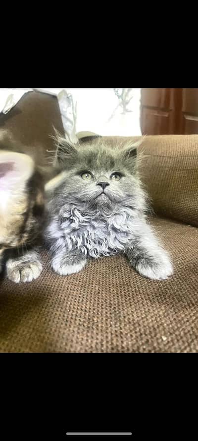 TRIPPLE COATED KITTEN'S