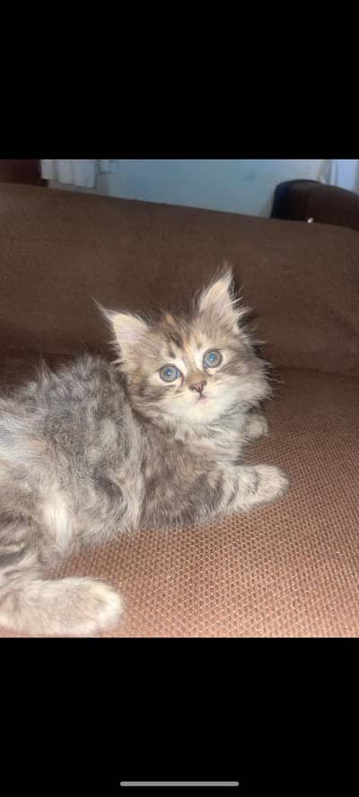 TRIPPLE COATED KITTEN'S