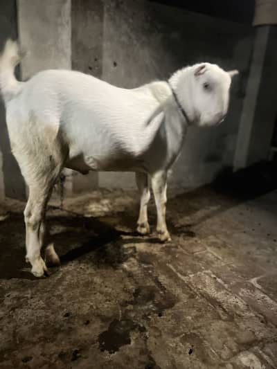 Pure gulabi tedda / burberry Bakra for qurbani