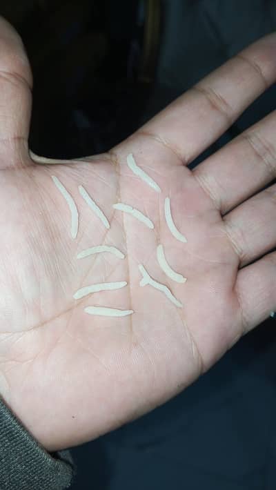 Kainat 1121 double steam rice long crop for sale